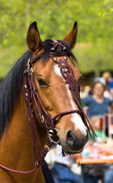 Horse portrait — Stock Photo, Image