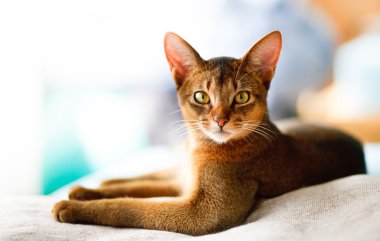 Young Abyssinian cat in action clipart