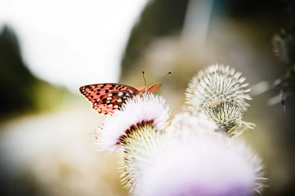 stock image Butterfly poised on flower