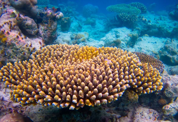 Pod vodní svět na Maledivy — Stock fotografie