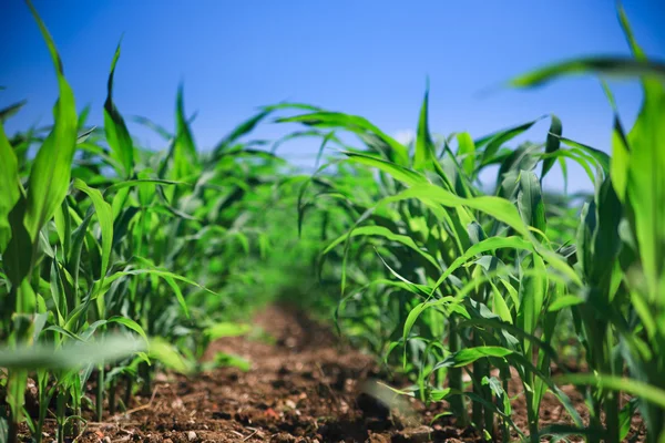 Rad majs på en jordbruksområdet. — Stockfoto
