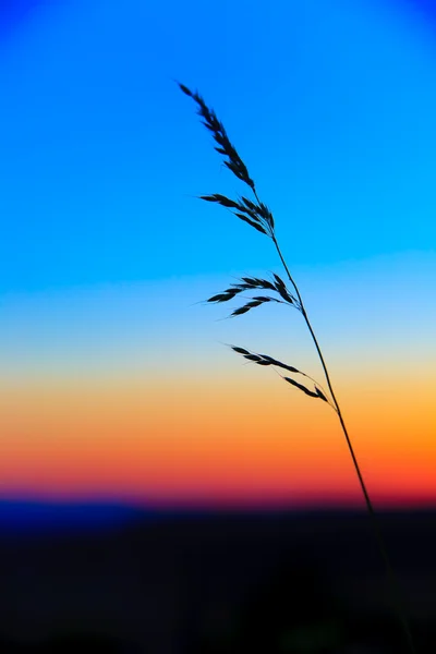 Zonsondergang en gras met mooie kleur op achtergrond — Stockfoto