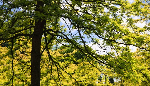Vista para uma exuberante árvore de ácer verde — Fotografia de Stock