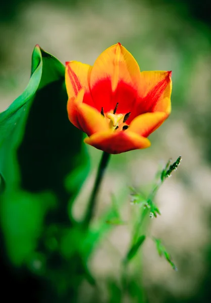 素敵な花 — ストック写真