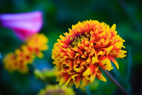 Flor agradável — Fotografia de Stock