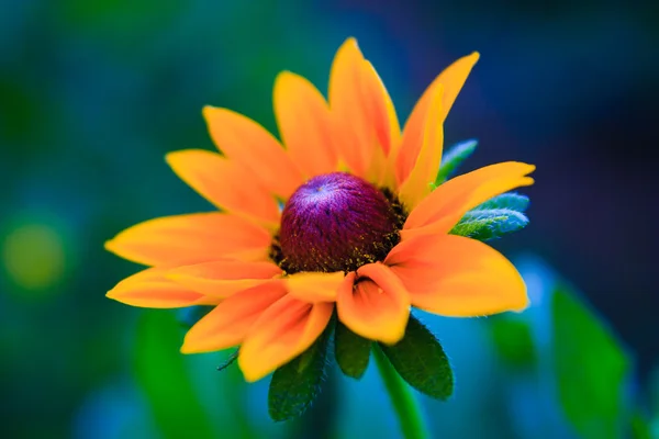 Ładny kwiat — Zdjęcie stockowe