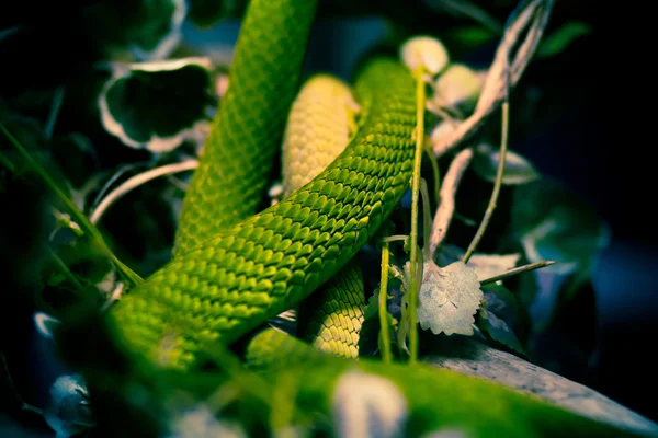Had na stromě — Stock fotografie