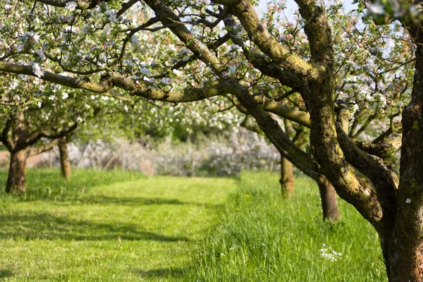 stock image Cherry tree branch in bloom