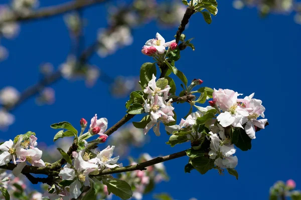 stock image Cherry tree branch in bloom