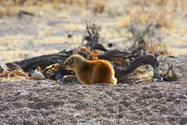 Żółty mongoose (cynictis penicillata) — Zdjęcie stockowe