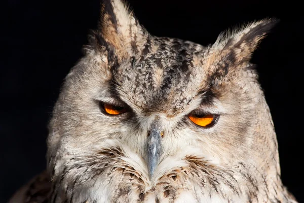 Royal owl - Bubo Bubo — Stok fotoğraf