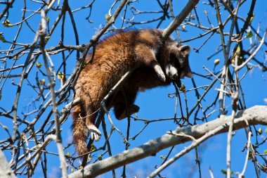 Procyon lotor Linnaeus