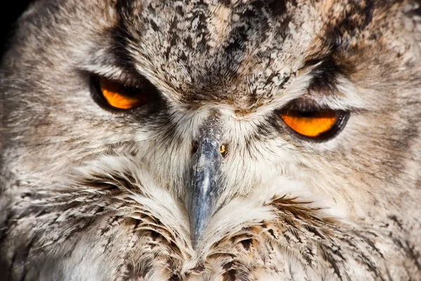 Royal owl - Bubo Bubo — Stockfoto