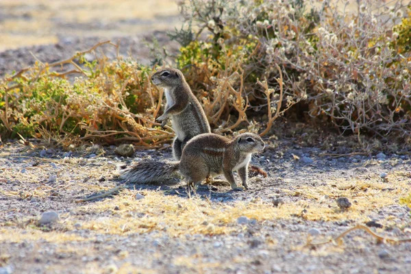 Cape Ground Squirrel (Xerus inauris) — Stock Photo, Image