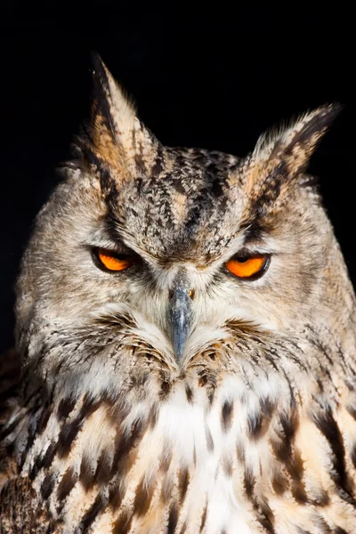 Royal owl - Bubo Bubo — Stockfoto
