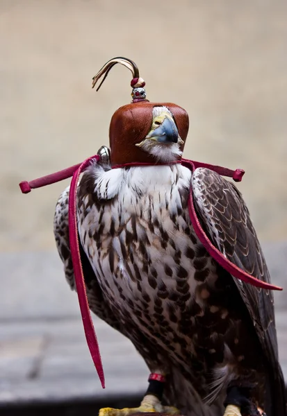 Falco cieco — Foto Stock