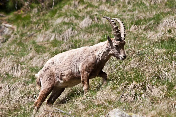 Capra ibex - italienska Alperna — Stockfoto