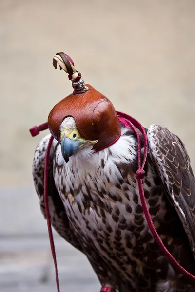 Falco cieco — Foto Stock