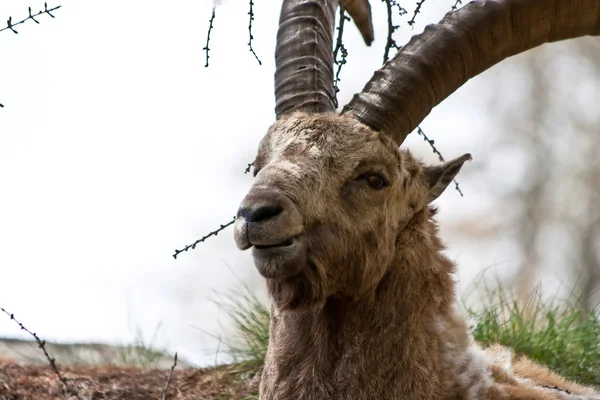 Capra ibex - Italiaanse Alpen — Stockfoto