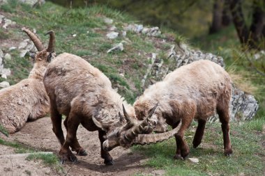 Capra ibex - İtalyan Alpleri