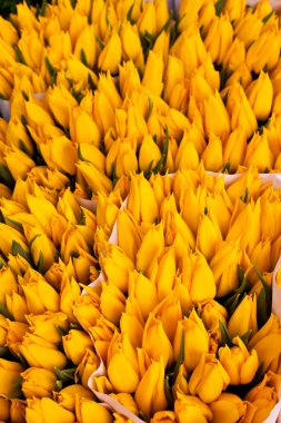 Amsterdam çiçek market