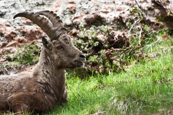 Capra ibex - italienska Alperna — Stockfoto