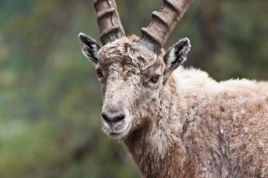 Capra ibex - İtalyan Alpleri