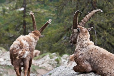 Capra ibex - İtalyan Alpleri