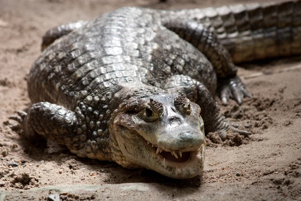 Crocodylidae — Stok fotoğraf