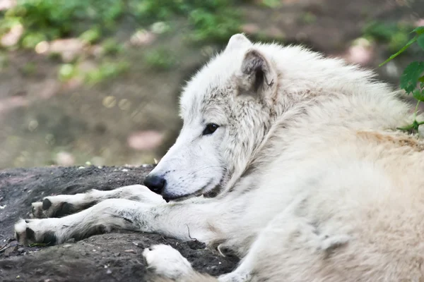 stock image White wolf