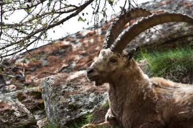 Capra ibex - İtalyan Alpleri
