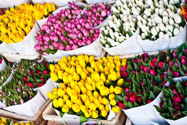 阿姆斯特丹花卉市场 — 图库照片