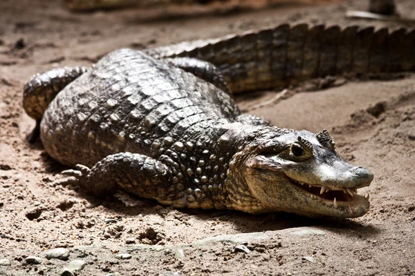 Crocodilidi — Foto Stock