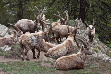 Capra ibex - İtalyan Alpleri