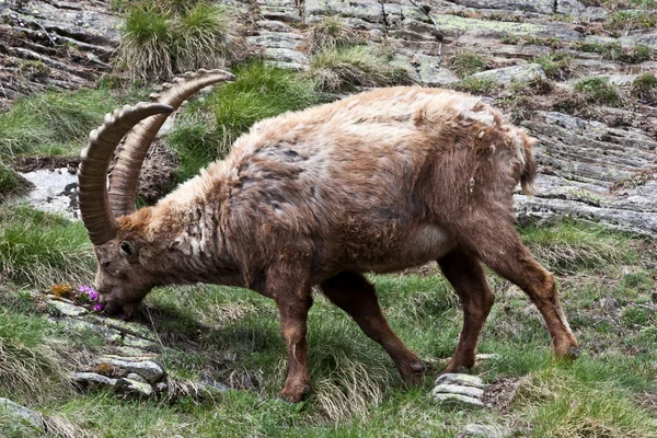 Capra Ibex - Italian Alps — Stock Photo, Image