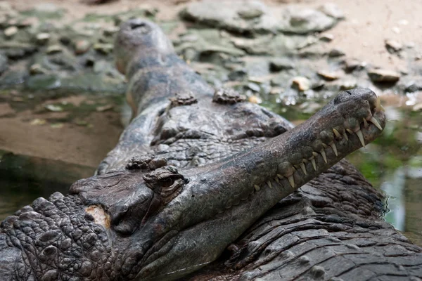 Crocodylidae — Fotografia de Stock