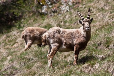 Capra ibex - İtalyan Alpleri