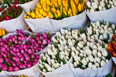 Amsterdam çiçek market