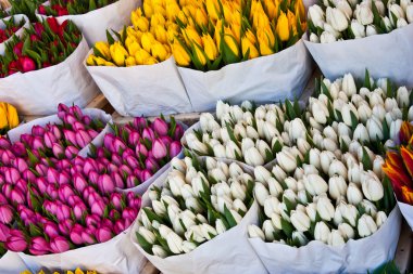 Amsterdam flowers market clipart