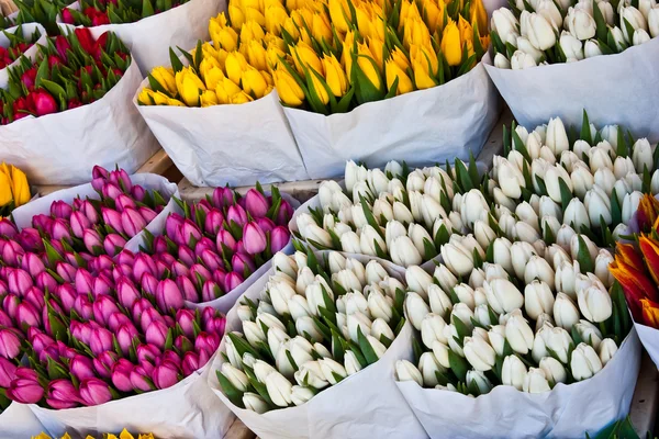 Amsterdam Blumenmarkt — Stockfoto