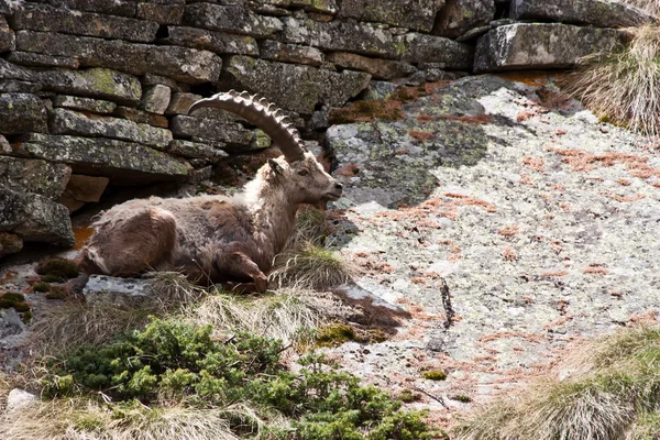 Capra Ibex - Italian Alps — Stock Photo, Image