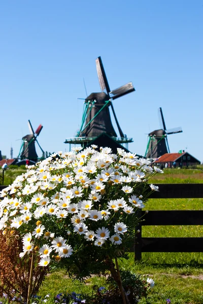 Kwiaty w Holandii — Zdjęcie stockowe