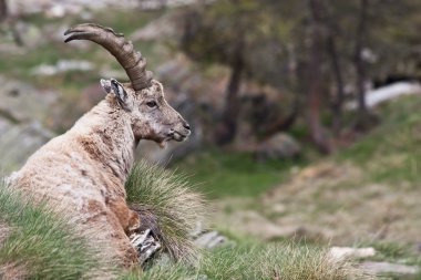 Capra ibex - İtalyan Alpleri