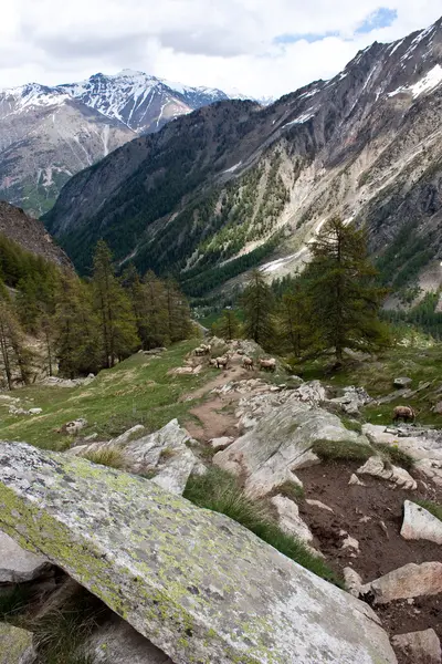 Альпийская панорама — стоковое фото