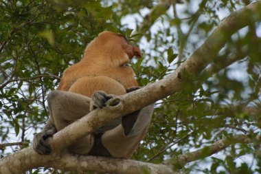 Proboscis Monkey in Brunei clipart