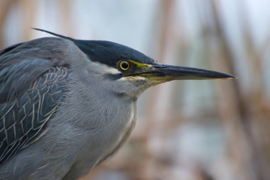 Bird's head and beak clipart