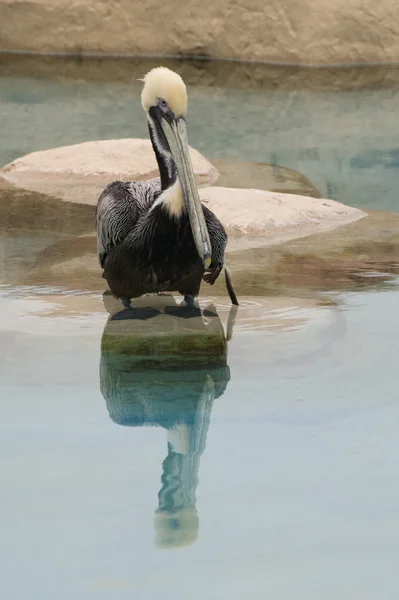 Pelican and reflection — Stock Photo, Image
