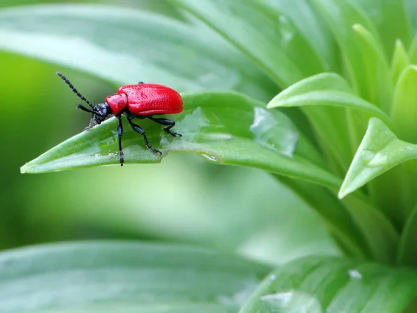 stock image Red Bug