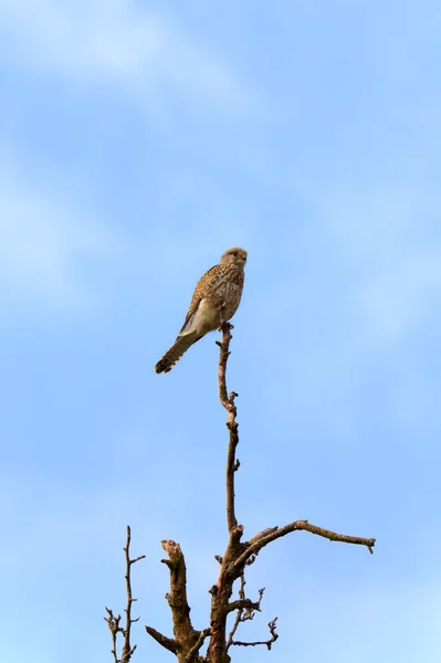 stock image Falcon