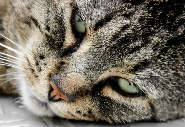 stock image Cat Face